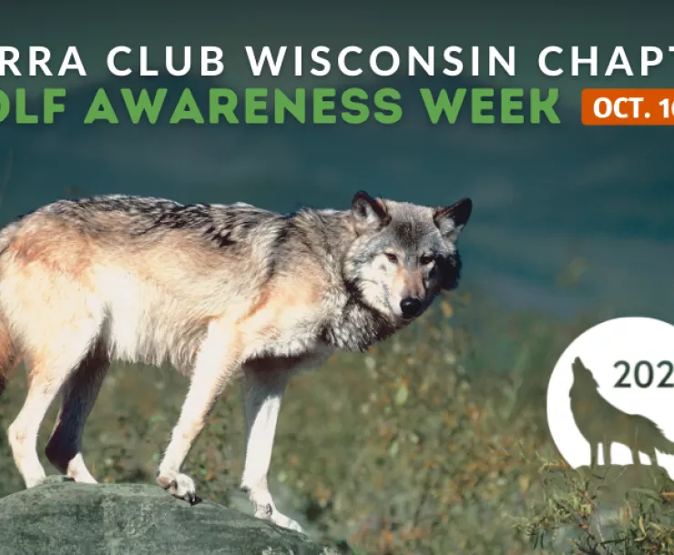 Wolf Awareness Week