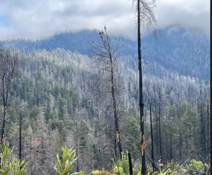 What Big Basin Looks Like Oct 2022