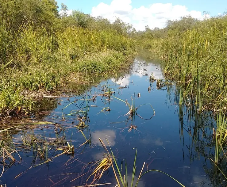 A degraded area in the Everglades