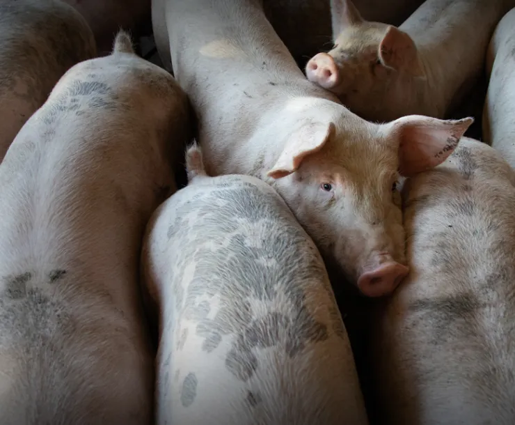 Hogs packed in a pen (Pexels / Mark Stebnicki)