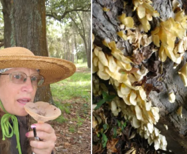 mushroom