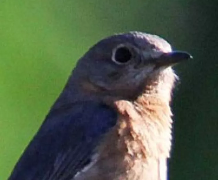 thumbnail of bird
