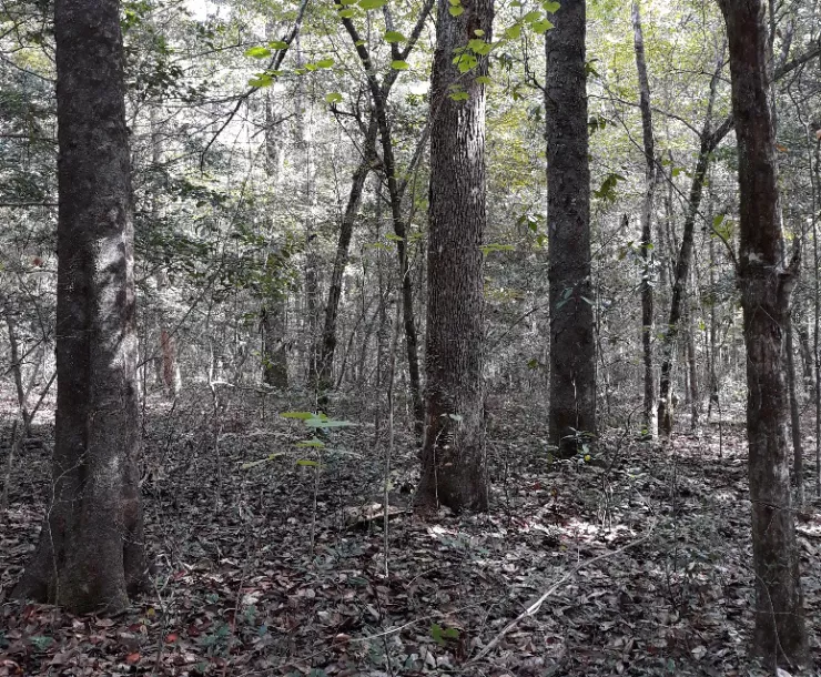 Big Creek Scenic Area Hike