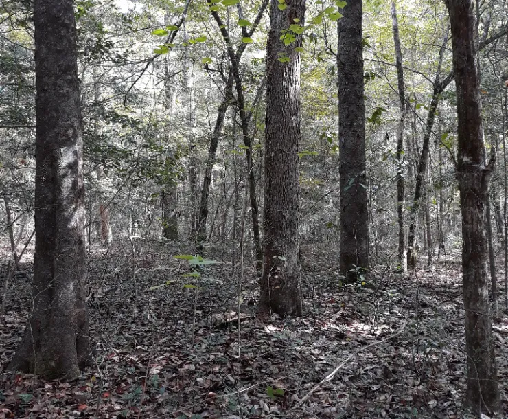 Big Creek Scenic Area Hike
