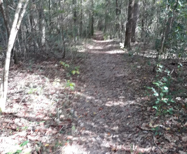 Big Creek Scenic Area Trails