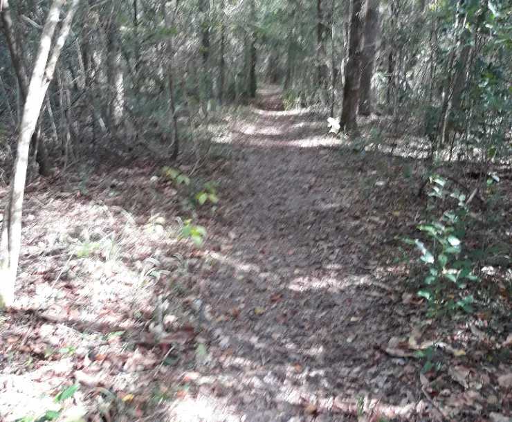Big Creek Scenic Area Trails