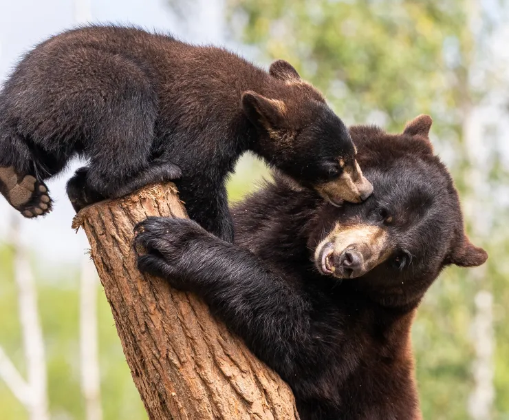 Bears 
