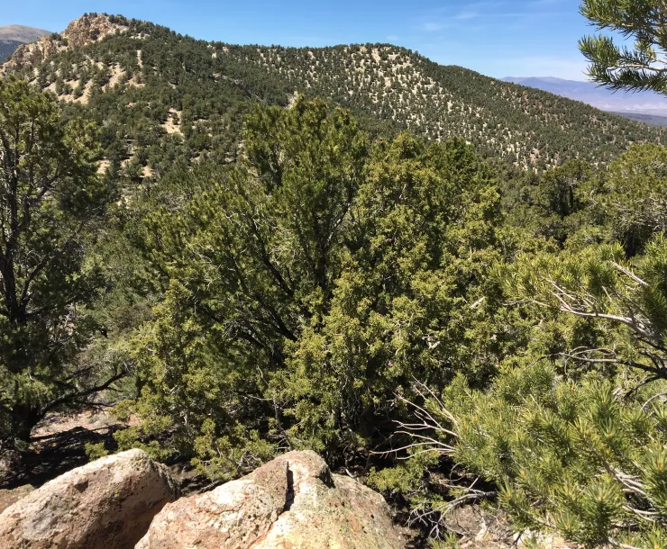 Sawtooth Ridge
