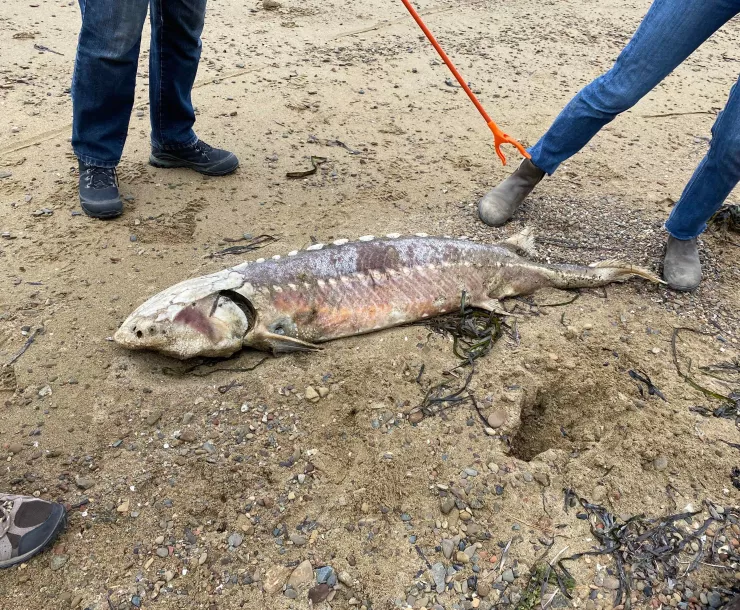 Dead sturgeon on a shoreline