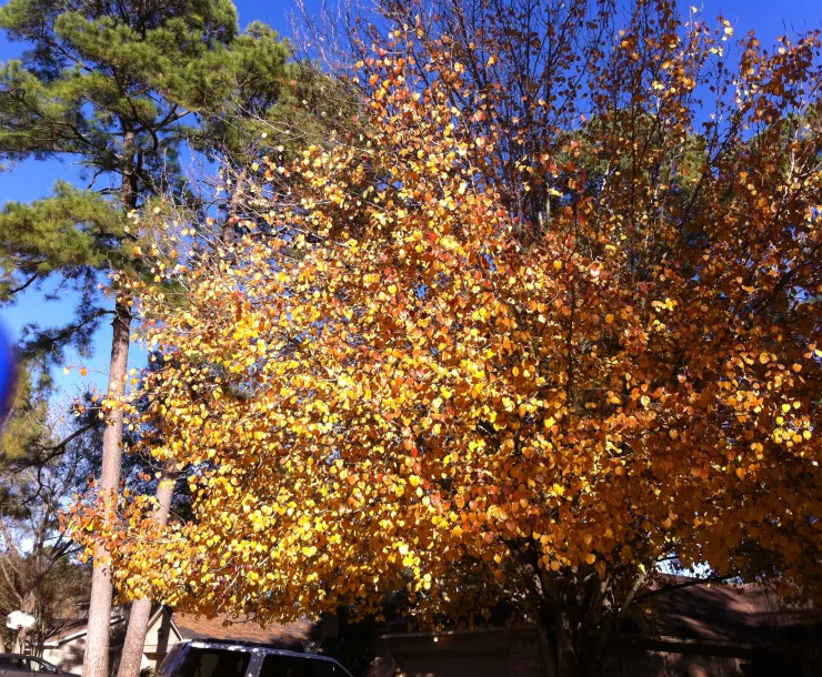 Southern Red Oak