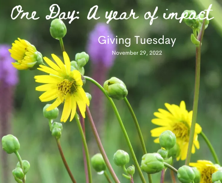 Wildflowers with Giving Tuesday message