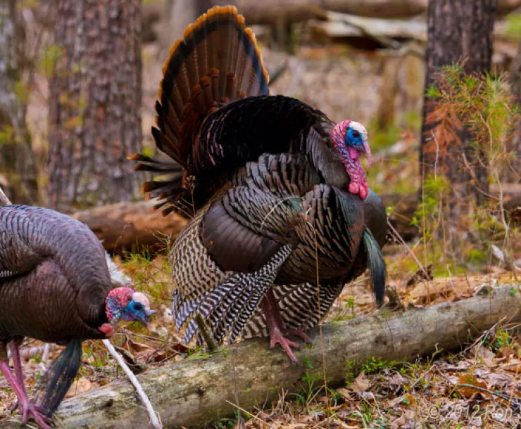wild turkeys with feathers on display