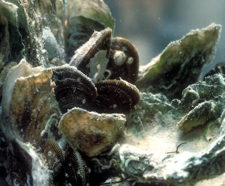 An underwater oyster reef with a small striped fish swimming behind it.