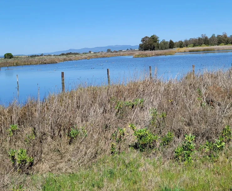 American Canyon marsh