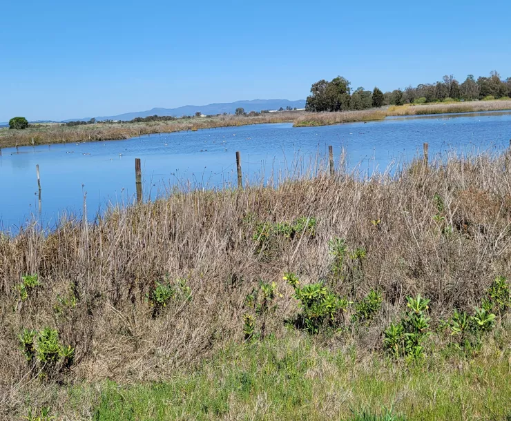 American Canyon marsh