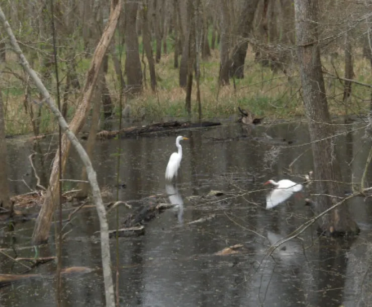 Wetlands