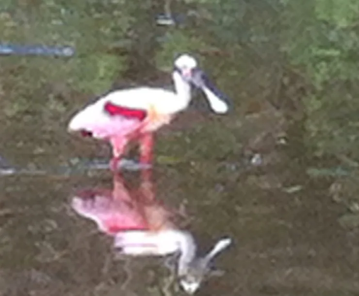 Spoonbill