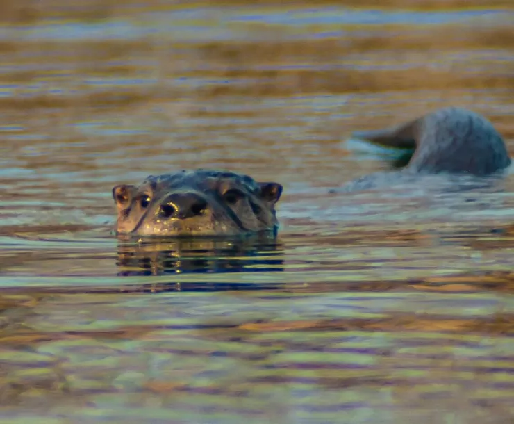 River Otter