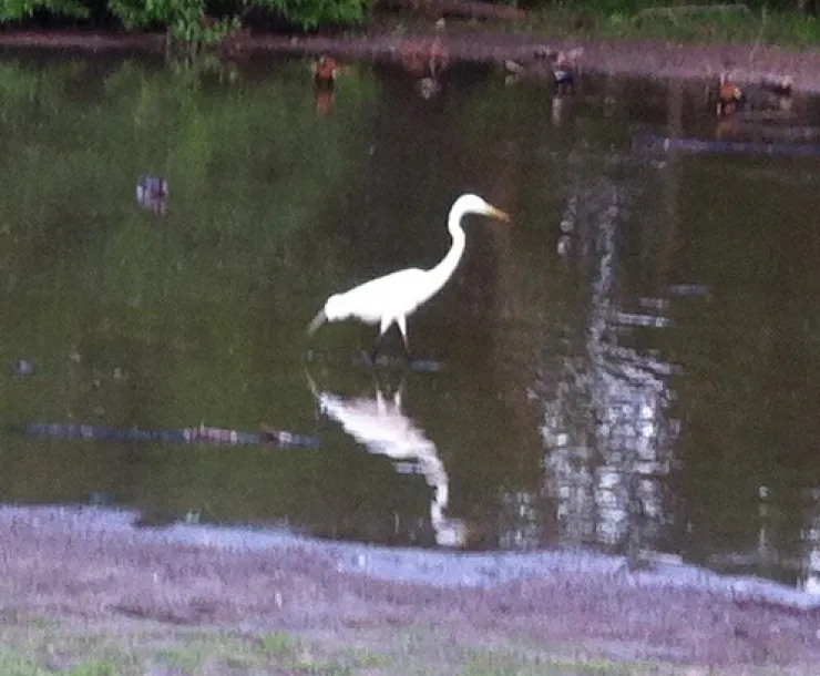 Egret