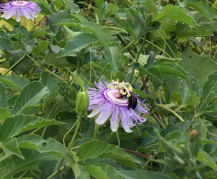 Passion vine