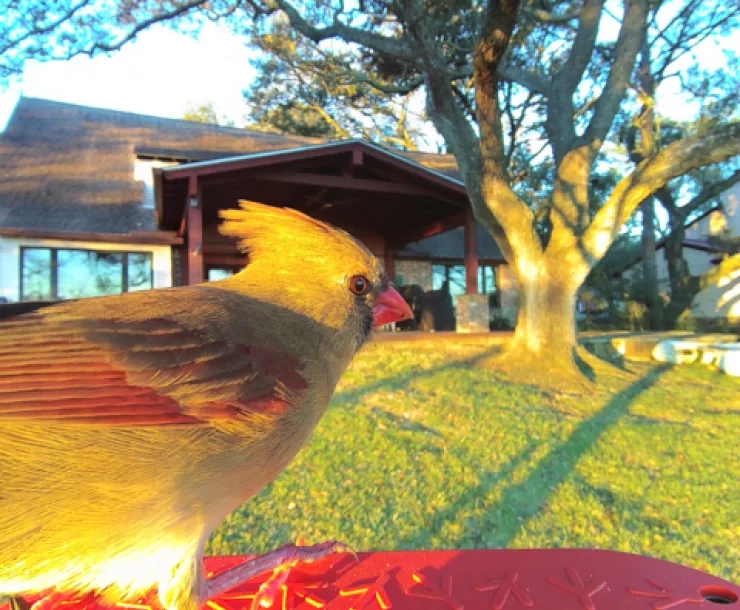Bird at Backyard Feeder