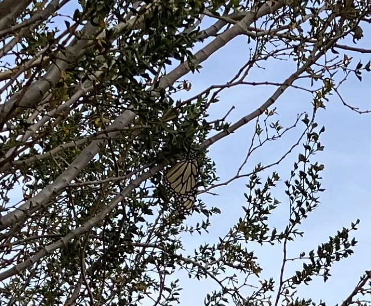 Monarch Butterfly