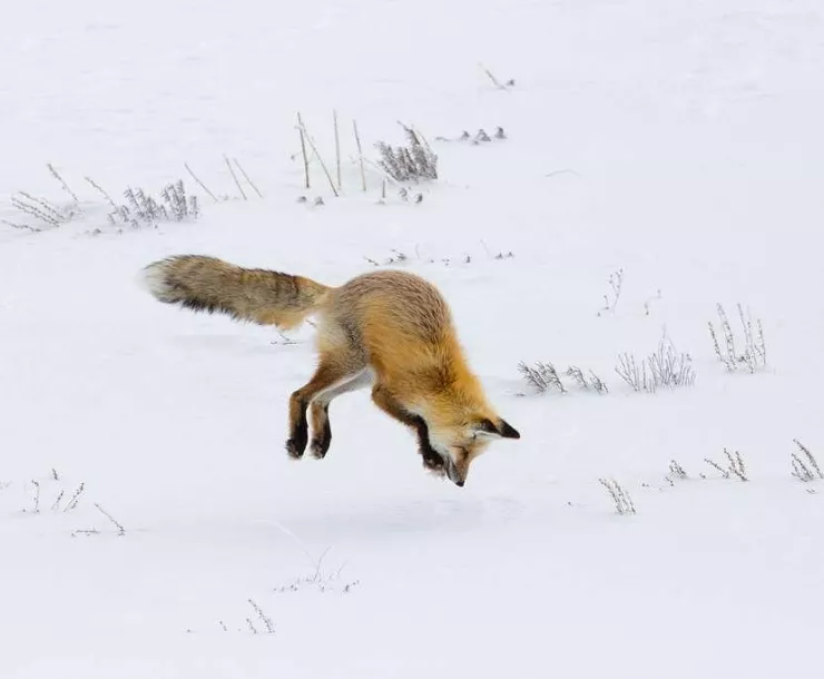 Winter Hunting. Photo credit: National Parks Gallery, NPS/Neal Herbert