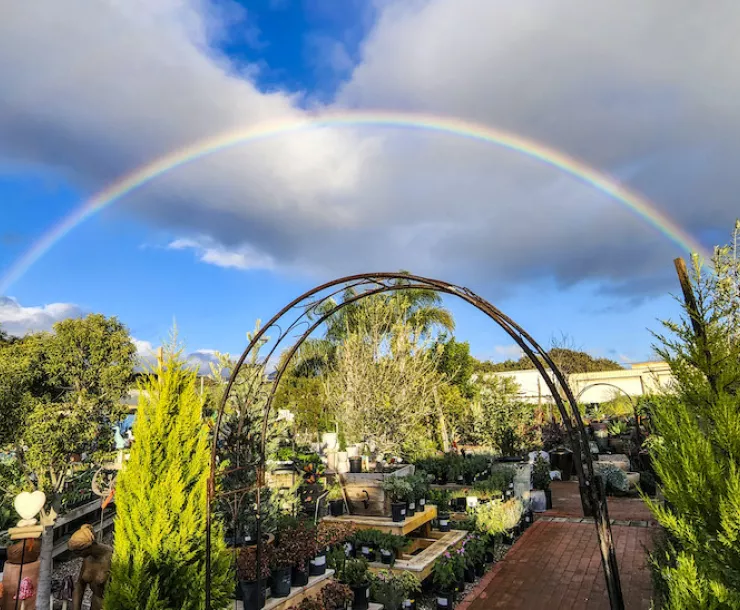 Rainbow at Terra Sol Garden Center January 16 by Stargazer Ron in Edhat