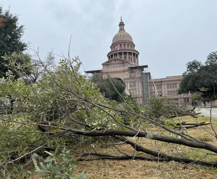 Branches down at Texas Capitol