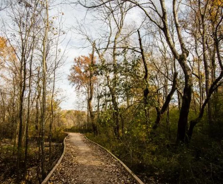 A photograph of Constitution Lakes Park in Atlanta, Georgia shows a sun filled forest in the evening with a path leading into the distance.