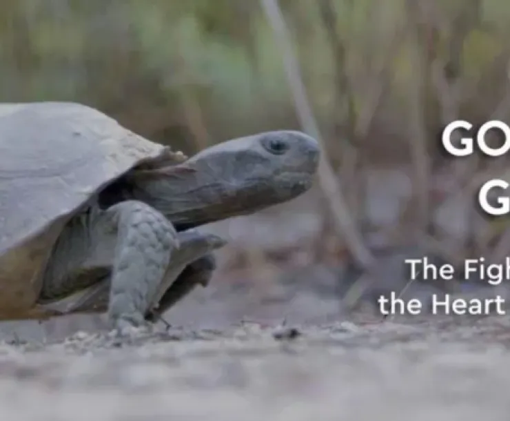 Gopher Tortoise