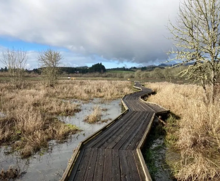 Jackson Fraisier Wetlands
