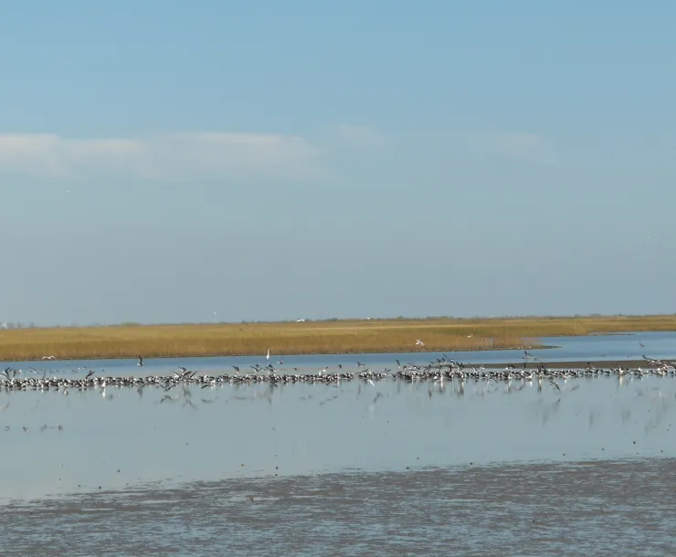 NestFest