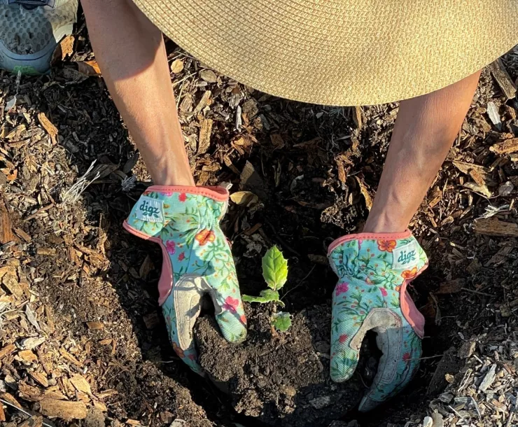 Deborah Williams planting an oak tree
