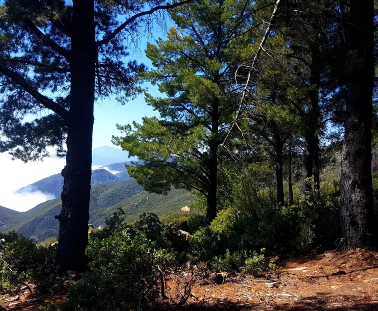 Los Padres National Forest