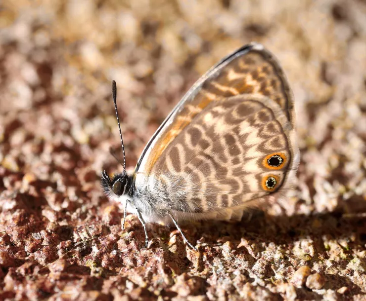 Marine Blue Butterfly Southern California