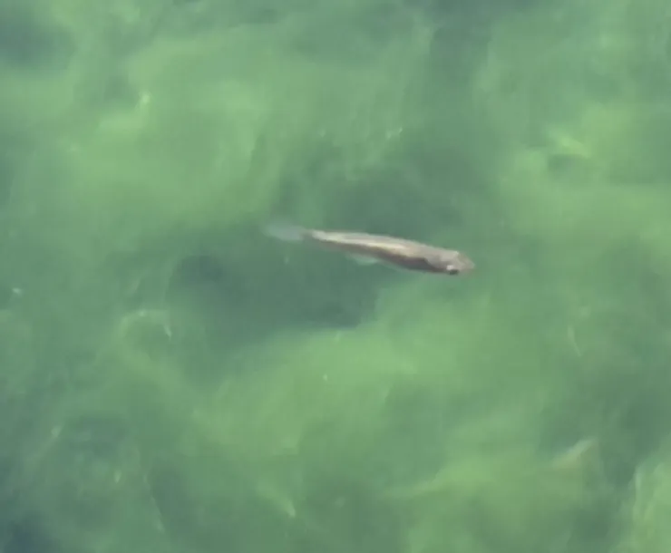 Pupfish