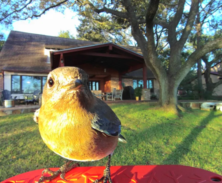 Bird at feeder