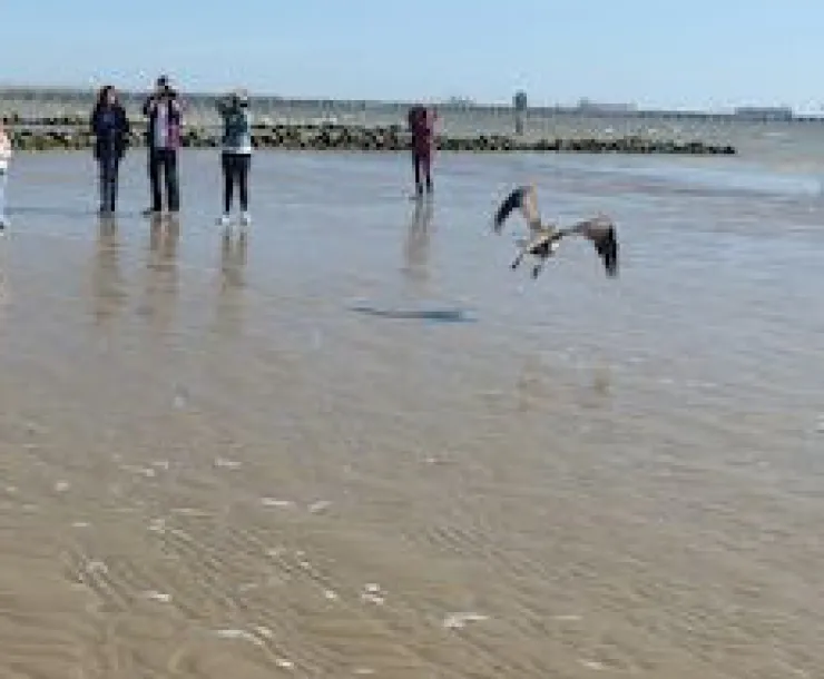 Pelican release