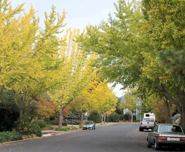 Napa trees