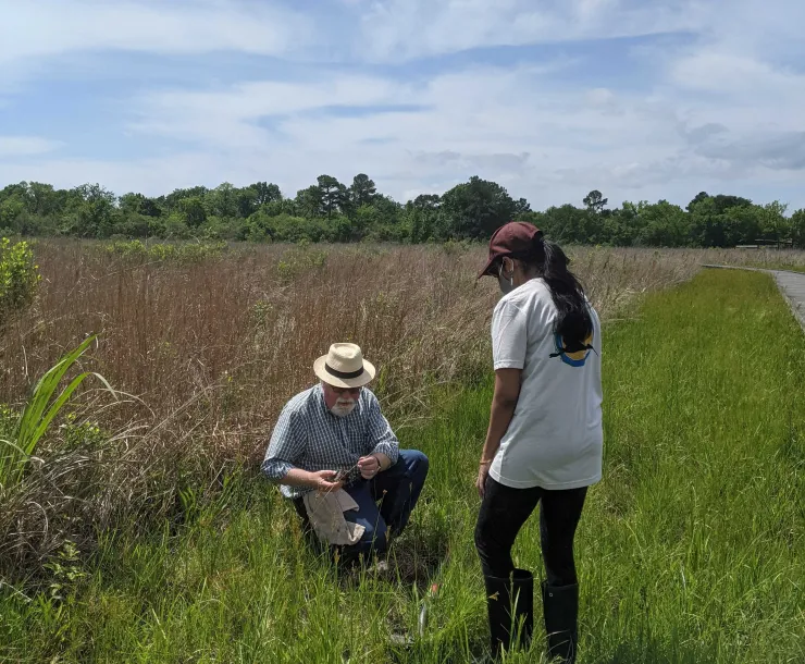 wetlands