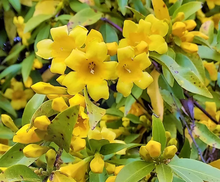 A close-up of Carolina jessamine in full bloom, with more flowers and vine in the background