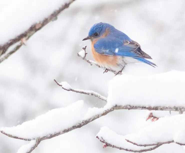 bluebird with orange chest perches on snowy branch
