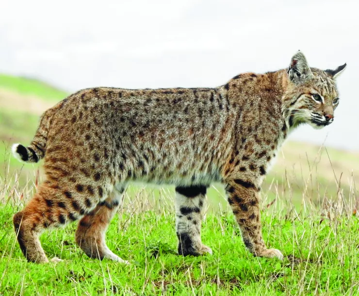 Bobcat in Point Reyes