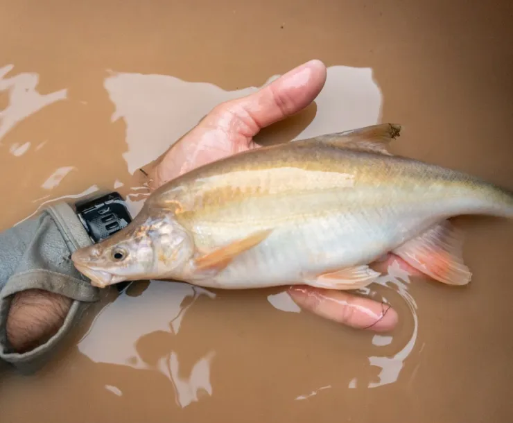 Photo of a man's hand holding a humpback chub fish near water
