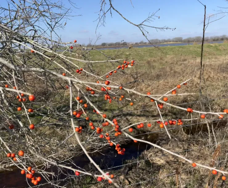 Possumhaw holly