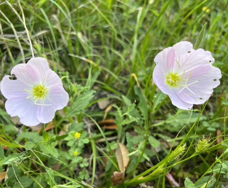 Primrose