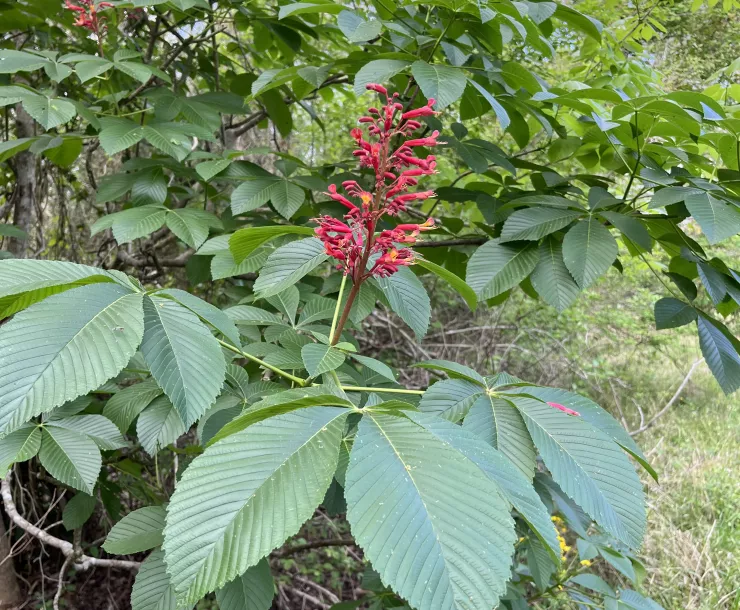 Red Buckeye