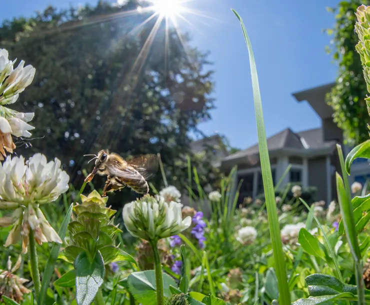 Bee lawns 1