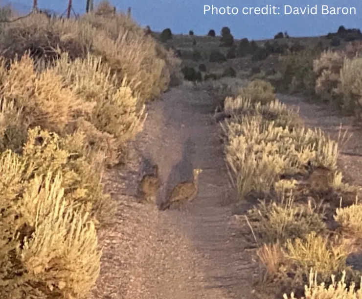 Sage Grouse
